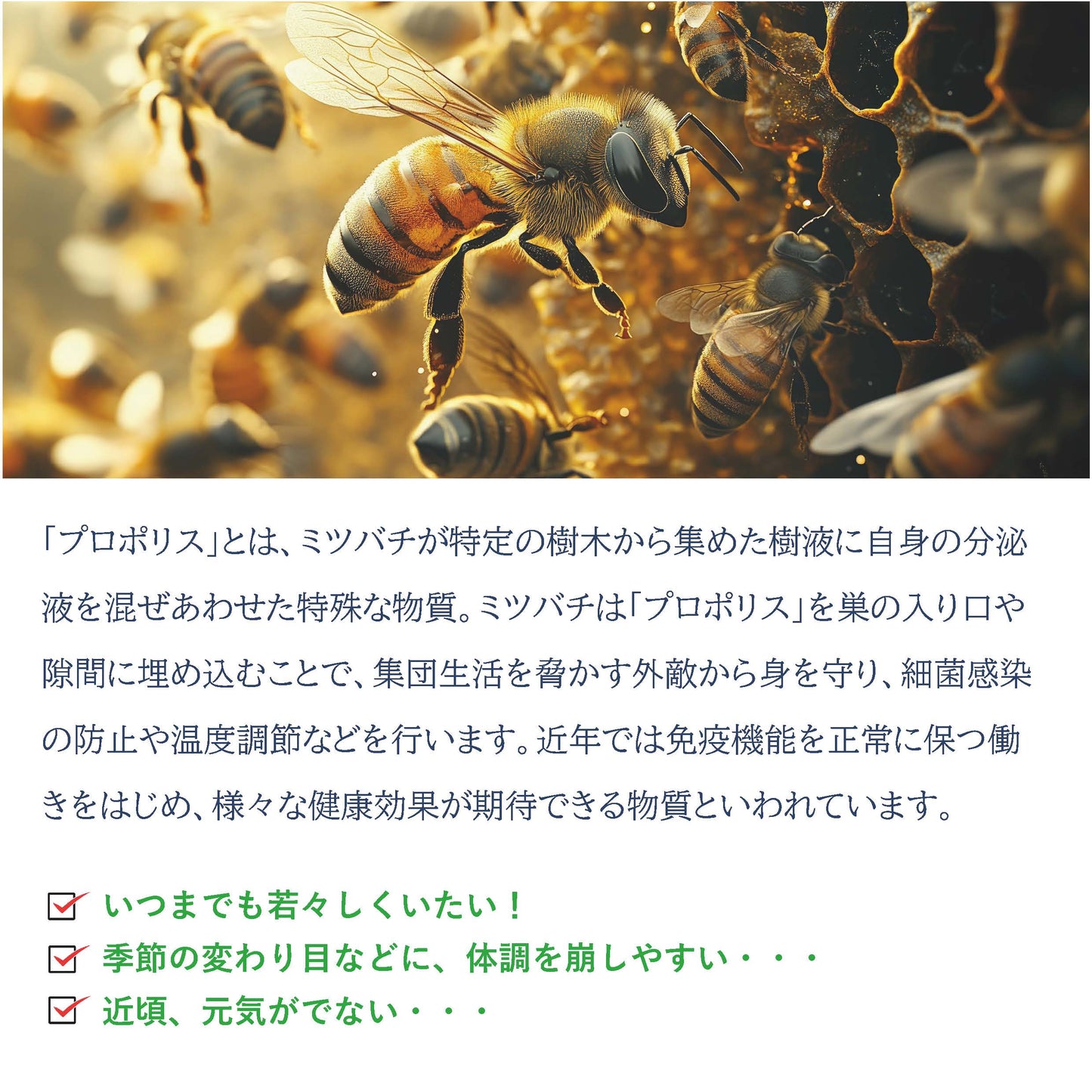 ビーマイスター プロポリスAGプラス 120粒 アーガード フラボノイド Beemeister